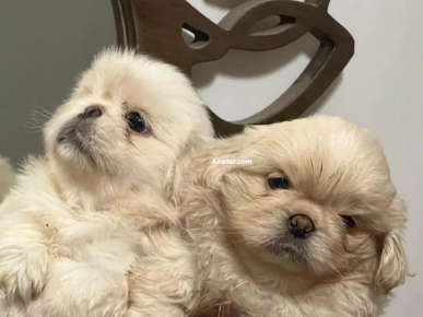pekinois Males