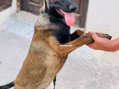 berger malinois male pure race berger malinois male pure race