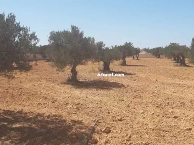 Terrain Titre Bleu Aghir Djerba