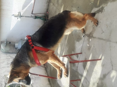 Berger Allemand Berger Allemand