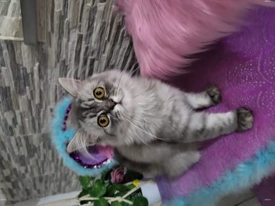 Chaton persan Chaton persan