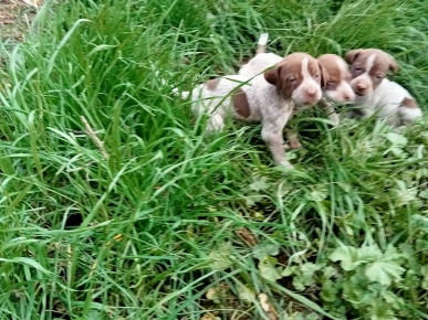 Je vend chiot de chasse Je vend chiot de chasse