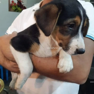 chienne labrador chienne labrador