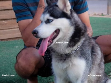 Husky (F)... Husky (F)...