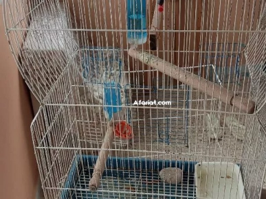 Calopsitte avec son cage sur support