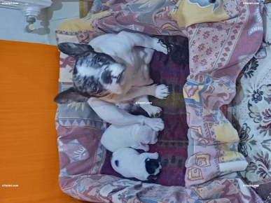 à vendre chiotte bouledogue français, pur race.
