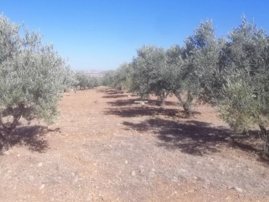 Terrain agricole Terrain agricole