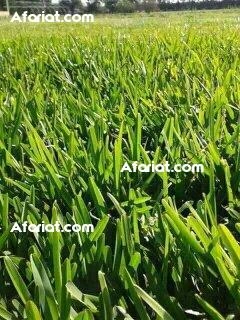 Gazon naturelle américain pasapylum kikouyvente et posez gazo Gazon naturelle américain pasapylum kikouyvente et posez gazo