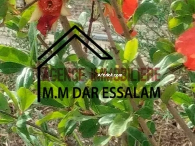 terrain contenant plusieurs arbres