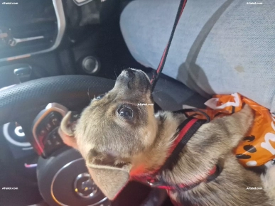 Chihuahua a vendre