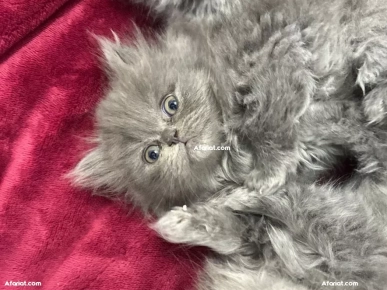 Chaton à vendre