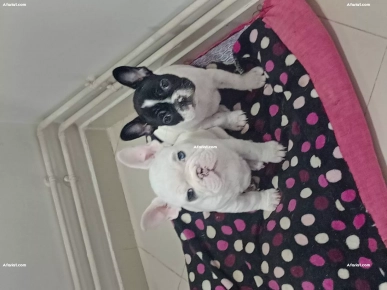 à vendre chiotte bouledogue français, pur race.