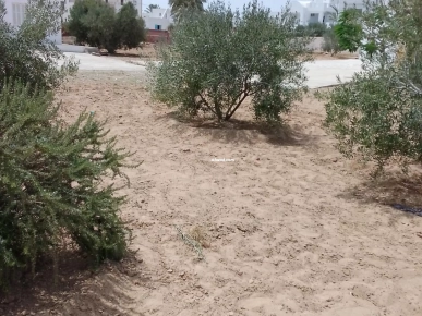 ارض بها اشجار زيتون وصالحة للبناء بقصر اولاد سعيد جرجيس الم