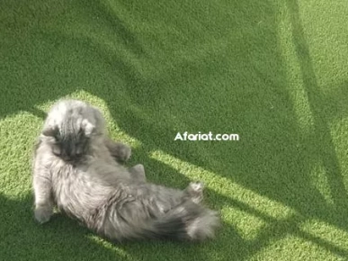 À ADOPTER – Chatte Persane femelle