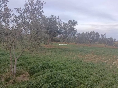 forssaaa  terrain 3000m+20 oliviers à Hammamet sud