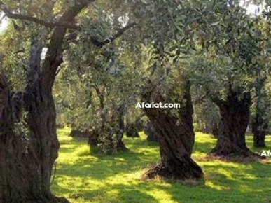Terre d'oliviers : un champ d'oliviers : plantation d'oliviers da