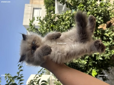 persan peke face