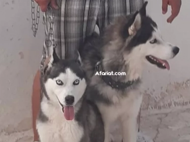 2 chien husky