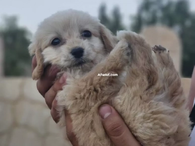 Caniche Bichon Havanis