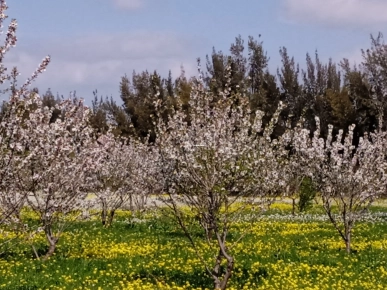 ضيعة للبيع ضيعة للبيع