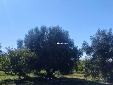 Ferme 11 hectares a vendre à Sbiba