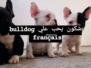 Bulldog français
