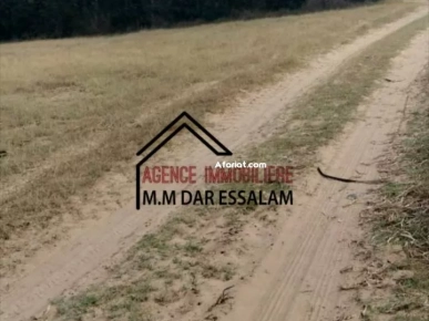 terrain agricole à vendre