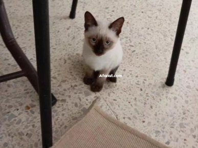 chat siamois chat siamois