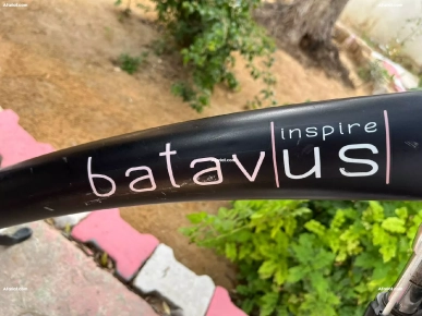 batavus noire