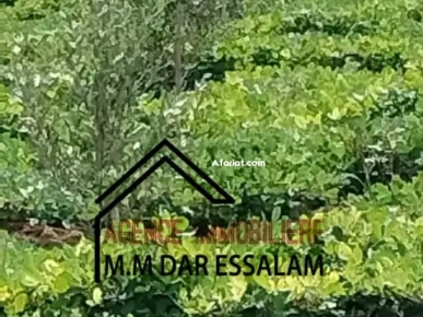 terrain contenant plusieurs arbres