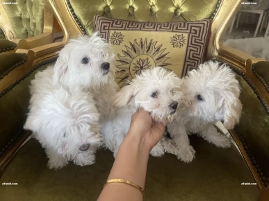 À la recherche d’un foyer doux pour ces petits anges À la recherche d’un foyer doux pour ces petits anges