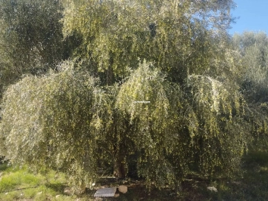 Ferme 11 hectares a vendre à Sbiba