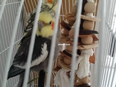 cages + couples