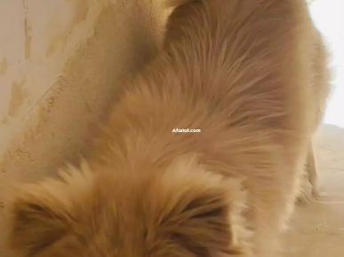 Chien pékinois