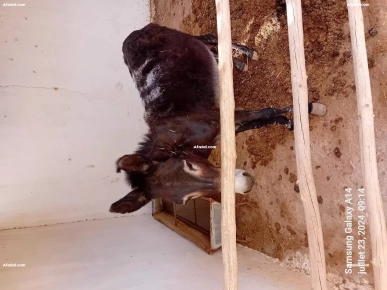 ANESSE en seinte et son petit ANESSE en seinte et son petit