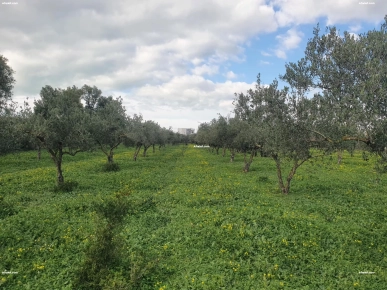 سانية للبيع في الضهاري سليمان ـ ولاية نابل سانية للبيع في الضهاري سليمان ـ ولاية نابل