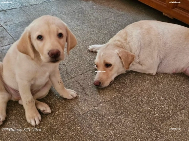 chien mâle labrador