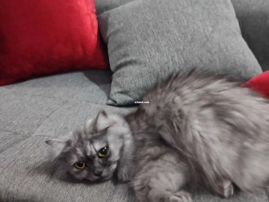 À ADOPTER – Chatte Persane femelle À ADOPTER – Chatte Persane femelle