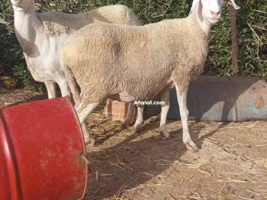 على بركة الله غنم دارة يخلق ربي فيها صردي و الغربي ولاد جلال