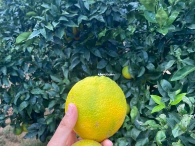 ferme de 3 hectares à vendre  ferme de 3 hectares à vendre