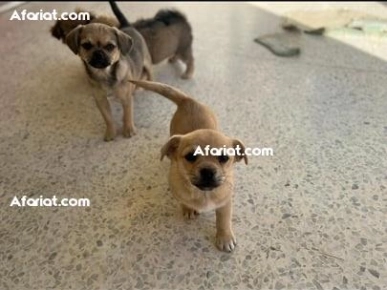 chiots et un chien croisés ( Pékinois x Chihuahua )  à vendre