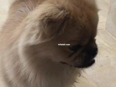 Chien pékinois
