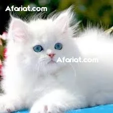 Kittens for adoption Kittens for adoption