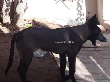 Chiot de 3 mois BERGER MALINOIS à vendre maintenant !!! Chiot de 3 mois BERGER MALINOIS à vendre maintenant !!!