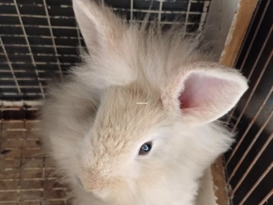 Lapins et cobayes