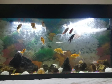 aquarium avec 7 poissons