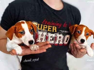 Chiots Jack Russell race pure FCI Chiots Jack Russell race pure FCI