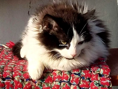 A adopter chaton A adopter chaton