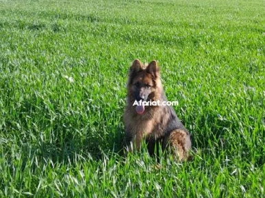 berger allemend age 16 mois vacciné sociable