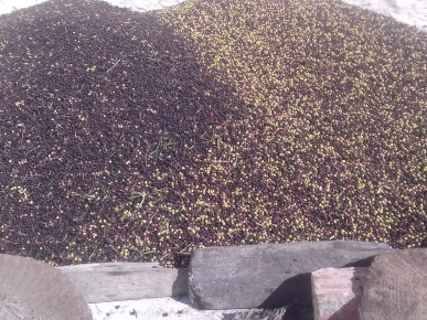 HUILE OLIVE BIO DE DJERBA 4175 EL MAY HUILE OLIVE BIO DE DJERBA 4175 EL MAY